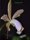 Cattleya forbesii 